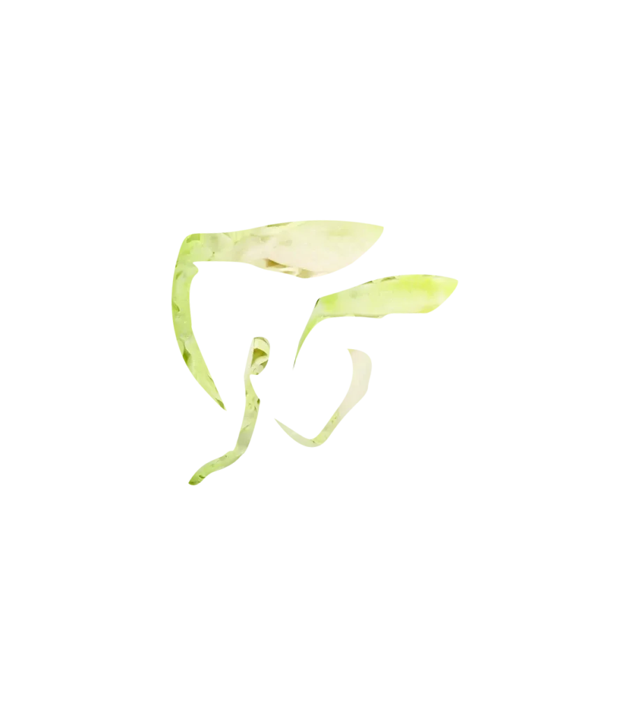 Lettuce